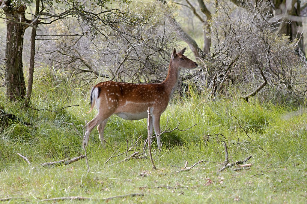 AWD Amsterdamse Waterleidingduinen natuurgebied polder bos vos hert herten damhert duinen zandvoort waterwingebied